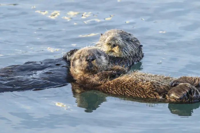 Framed Print : USA, California, San Luis Obispo. Sea otter waving