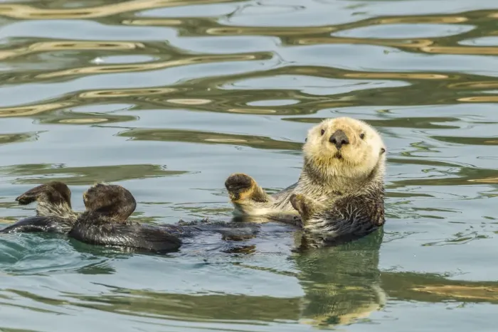Framed Print : USA, California, San Luis Obispo. Sea otter waving