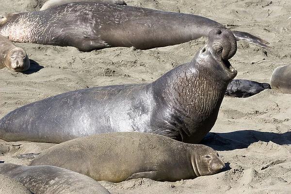 USA. California. San Simeon. Northern elephant seal (M. angustirostris) bellows to