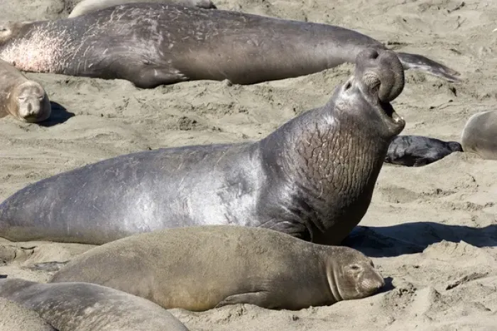 Framed Print : USA. California. San Simeon. Northern elephant seal (M. angustirostris) bellows to Framed Print : USA. California. San Simeon. Northern elephant seal (M. angustirostris) bellows to