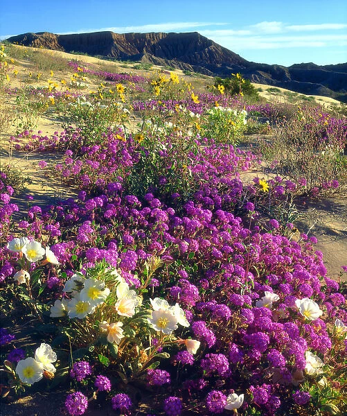 USA; California, Sand Verbena and Dune Primrose Wildflowers below Fonts Point, Anza