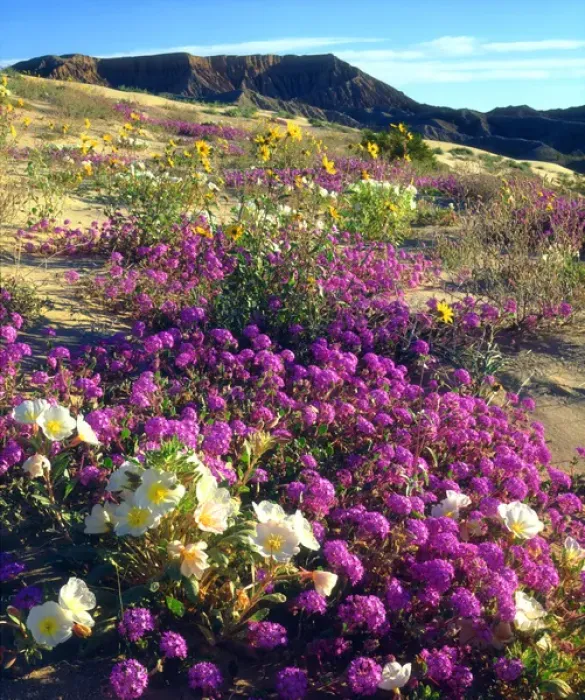 Framed Print : USA; California, Sand Verbena and Dune Primrose Wildflowers below Fonts Point, Anza Framed Print : USA; California, Sand Verbena and Dune Primrose Wildflowers below Fonts Point, Anza
