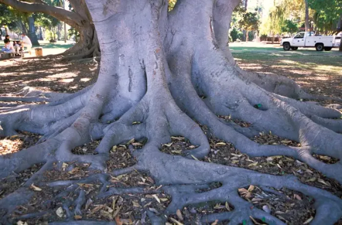 Framed Print : USA, California, Santa Barbara, tree roots in local park