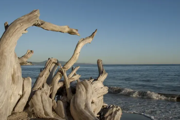 Framed Print : USA: California: Santa Barbara, Montecito, Butterfly Beach, driftwood Framed Print : USA: California: Santa Barbara, Montecito, Butterfly Beach, driftwood