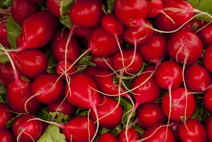 Framed Print : USA: California, Santa Barbara, Lower State Street, Farmers Market, red radishes Framed Print : USA: California, Santa Barbara, Lower State Street, Farmers Market, red radishes