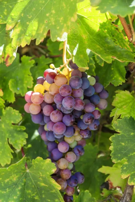 Framed Print : USA, California, Santa Barbara. Grapes Framed Print : USA, California, Santa Barbara. Grapes