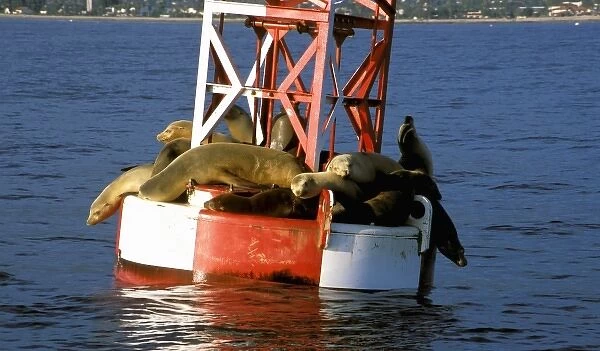 USA, California, Santa Barbara, Harbor Seals on bouy