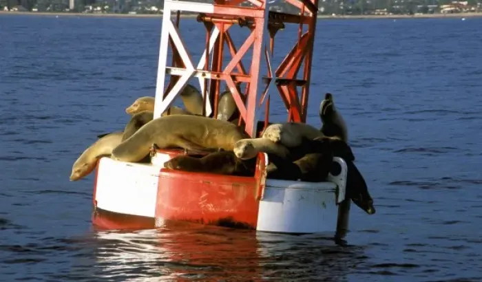 Framed Print : USA, California, Santa Barbara, Harbor Seals on bouy
