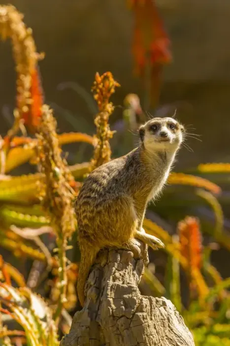 Framed Print : USA, California, Santa Barbara. Meerkat on stump Framed Print : USA, California, Santa Barbara. Meerkat on stump