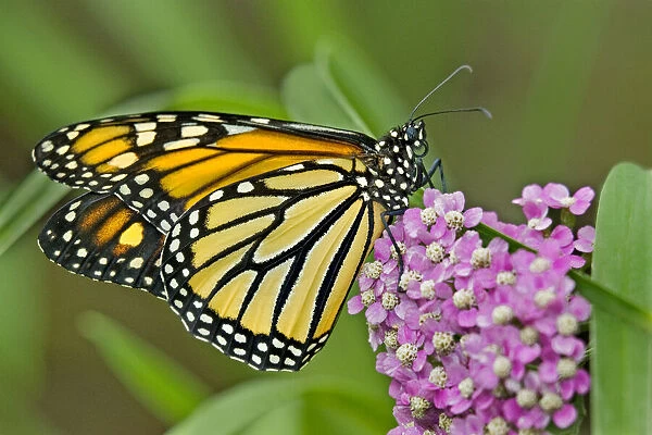USA, California, Santa Barbara. Monarch butterfly on flower