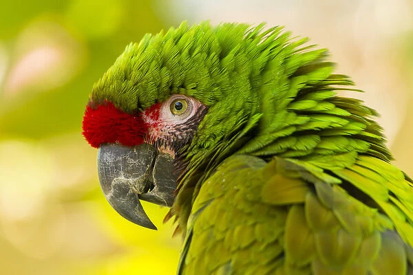 USA, California, Santa Barbara. Profile of macaw at Santa Barbara Zoo. Credit as