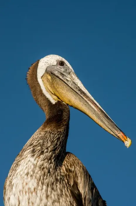 Framed Print : USA California, Santa Barbara, shoreline, Santa Barbara Harbor, brown pelican (Pelecanus