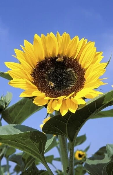 USA, California, Santa Barbara, Sunflower with bees