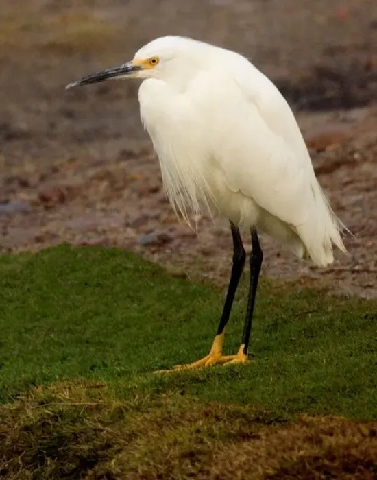 Framed Print : USA, California, Santee Lakes Recreation Area, Snowy Egret