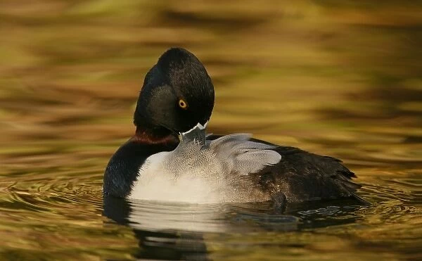 USA, California, Santee Lakes Regional Park. Ring-necked duck preening in golden-colored water