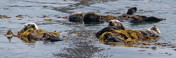 USA, California. Sea Otters (Enhydra lutris)