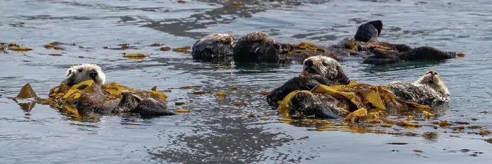 Framed Print : USA, California. Sea Otters (Enhydra lutris) Framed Print : USA, California. Sea Otters (Enhydra lutris)