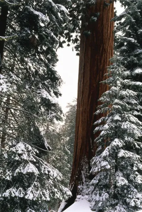 Framed Print : USA, California, Sequoia National Park, Giant Forest, Giant Sequoia trees in snow Framed Print : USA, California, Sequoia National Park, Giant Forest, Giant Sequoia trees in snow