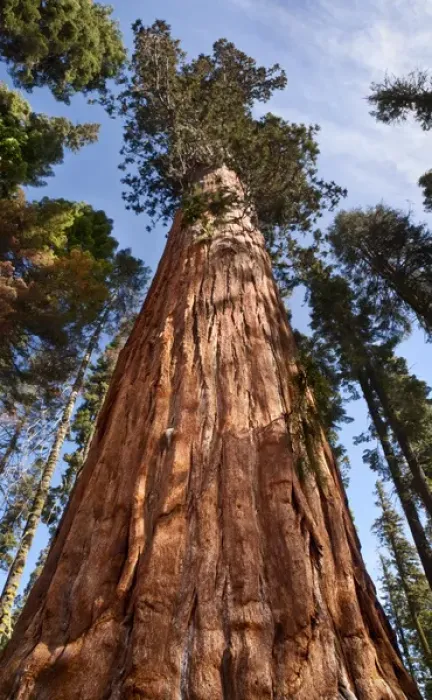 Framed Print : USA, California, Sequoia National Park, Giant sequoia ascends to the sky