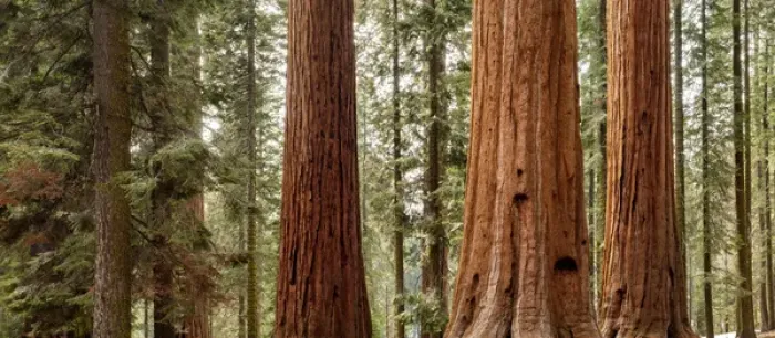 Framed Print : USA, California, Sequoia National Park, Panoramic view of giant sequoia trees Framed Print : USA, California, Sequoia National Park, Panoramic view of giant sequoia trees