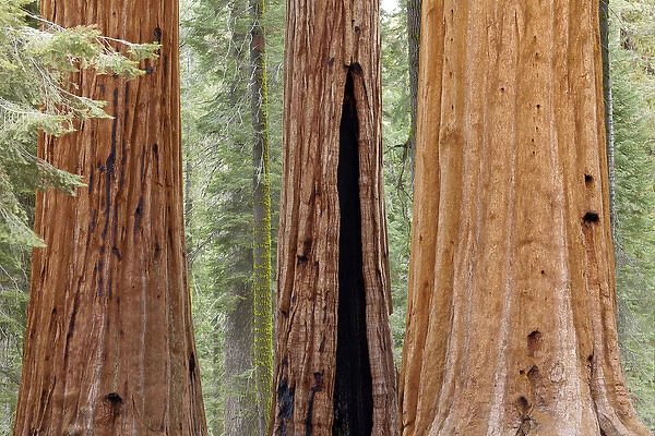 USA, California, Sequoia National Park. Trunks of three giant sequoia trees in forest