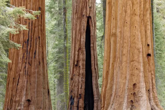 Framed Print : USA, California, Sequoia National Park. Trunks of three giant sequoia trees in forest Framed Print : USA, California, Sequoia National Park. Trunks of three giant sequoia trees in forest