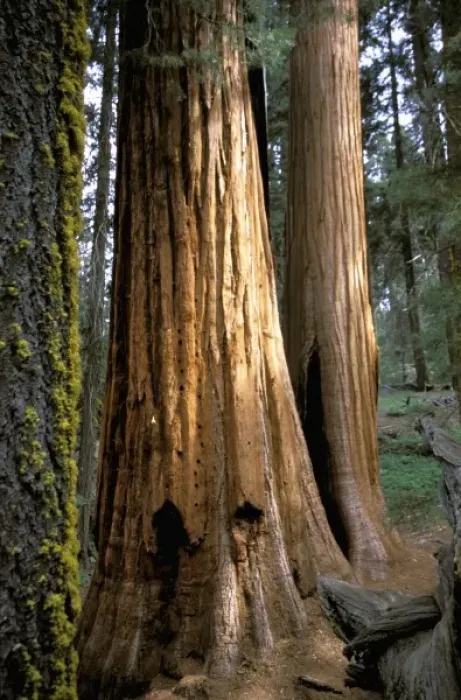 Framed Print : USA, California, Sequoia National Park, Hazelwood Trail, Giant Sequoia Trees
