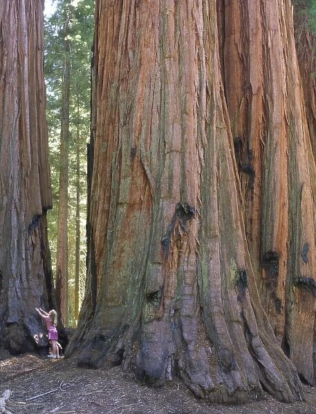 USA, California, Sequoia National Park. Young girl looking up at sequoia tree