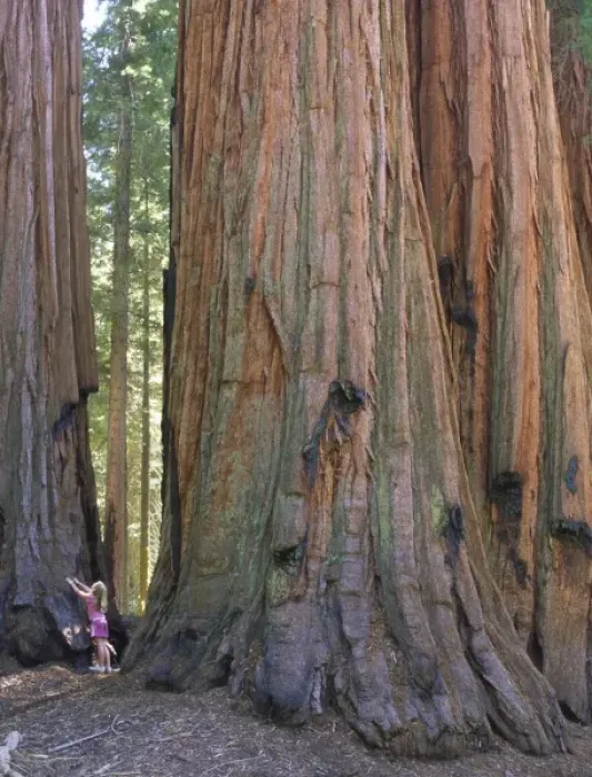 Framed Print : USA, California, Sequoia National Park. Young girl looking up at sequoia tree Framed Print : USA, California, Sequoia National Park. Young girl looking up at sequoia tree