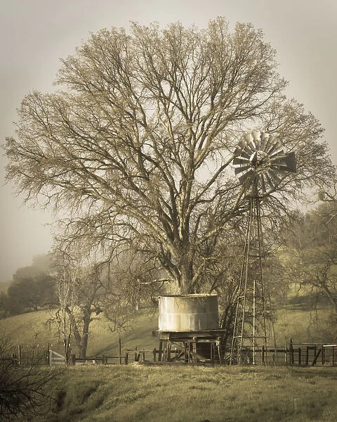 USA, California, Shell Creek Road. Windmill, water tank and oak tree