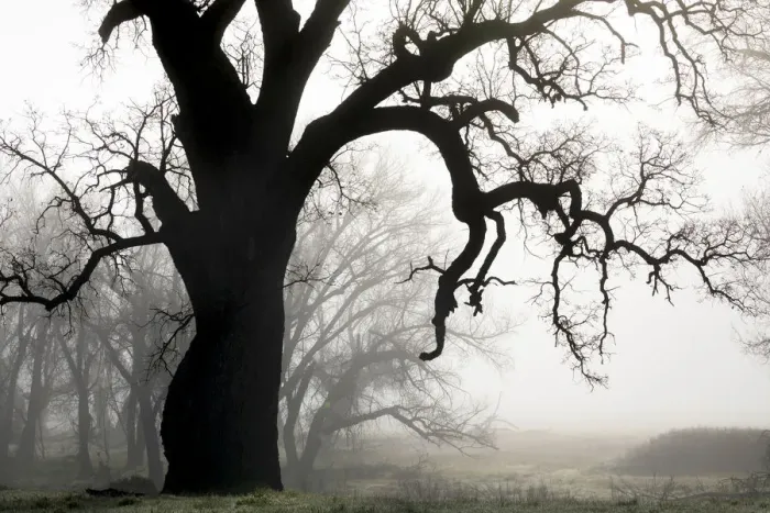 Framed Print : USA, California, Shell Creek. Silhouette of oak tree in fog