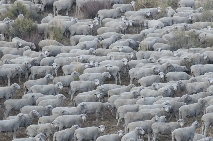 Framed Print : Usa, California. Shepherds guide huge herds of sheep in the high Sierras near Bodie Framed Print : Usa, California. Shepherds guide huge herds of sheep in the high Sierras near Bodie