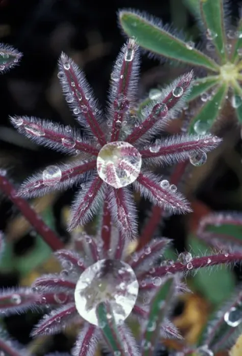 Framed Print : USA, California, Sierra Foothills Dew drops on miniature Lupine foliage (Lupinus