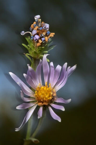 USA, California, Sierra Mountains. Wildflower close-up