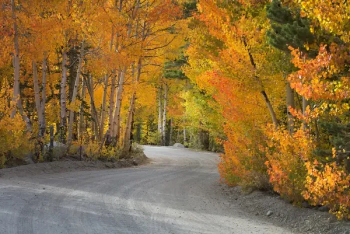 Framed Print : USA, California, Sierra Mountains. Dirt road through aspen trees in autumn. Credit as Framed Print : USA, California, Sierra Mountains. Dirt road through aspen trees in autumn. Credit as
