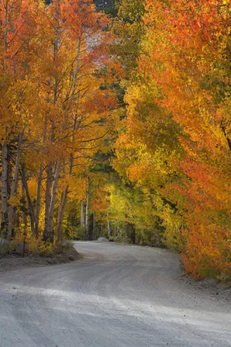 Framed Print : USA, California, Sierra Mountains. Dirt road through aspen trees in autumn. Credit as Framed Print : USA, California, Sierra Mountains. Dirt road through aspen trees in autumn. Credit as