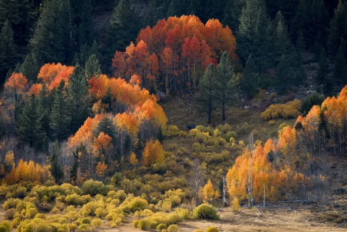 Framed Print : Usa, California, Sierra Nevada. Hope Valley. Aspens glow a brilliant orange during fall Framed Print : Usa, California, Sierra Nevada. Hope Valley. Aspens glow a brilliant orange during fall