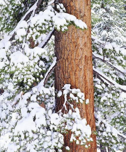 USA, California, Sierra Nevada Mountains. Fresh snow on red fir trees. Credit as