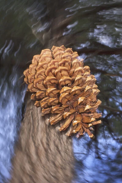 USA, California, Sierra Nevada Mountains, Close-up of a pine cone falling from a