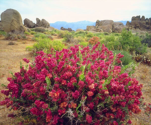 USA; California; Sierra Nevada Mountains. a flowering bush in the Alabama Hills