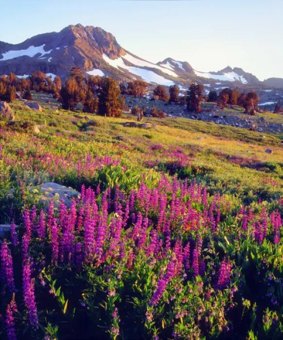 Framed Print : USA, California, Sierra Nevada Mountains. A Lupine Wildflowers at Carson Pass Framed Print : USA, California, Sierra Nevada Mountains. A Lupine Wildflowers at Carson Pass