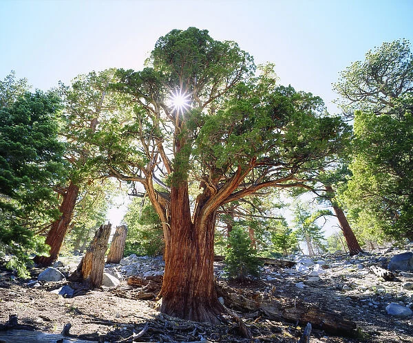 USA; California; Sierra Nevada Mountains. AOld Growth Juniper tree in the Sierras