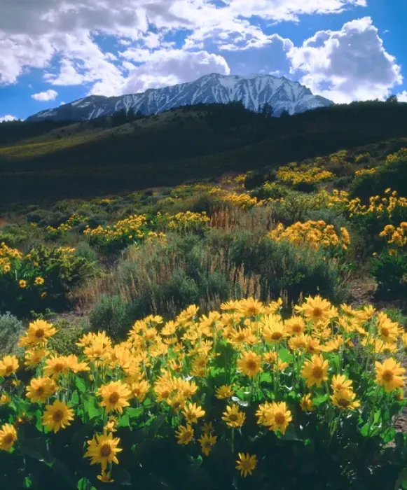 Framed Print : USA, California, Sierra Nevada Mountains. AWildflower in the Sierras Framed Print : USA, California, Sierra Nevada Mountains. AWildflower in the Sierras