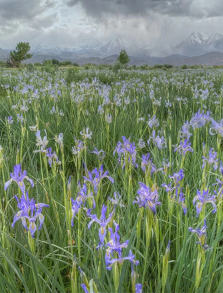 USA, California, Sierra Nevada Mountains. Wild iris blooming in Owens Valley. Credit as