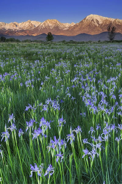 USA, California, Sierra Nevada Mountains. Wild iris blooming in Owens Valley. Credit as
