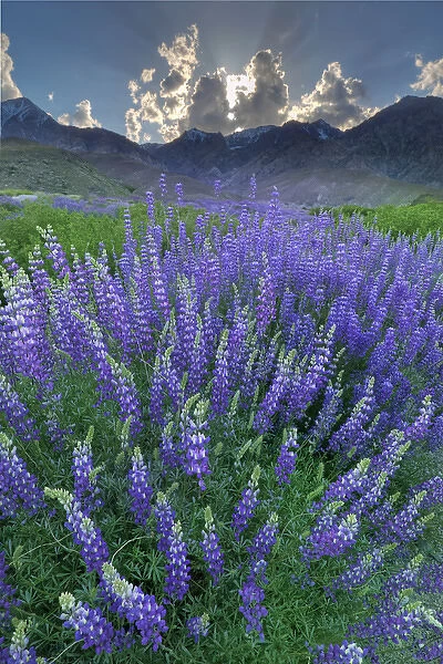 USA, California, Sierra Nevada Mountains. Inyo bush lupine blooms and mountains. Credit as