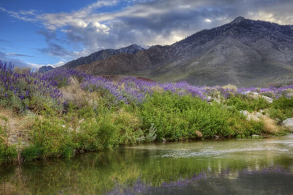 USA, California, Sierra Nevada Mountains. Inyo bush lupines reflect in pond. Credit as