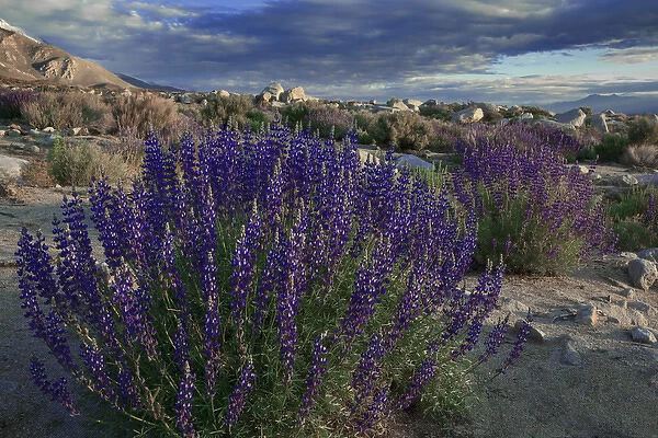 USA, California, Sierra Nevada Mountains. Landscape with Inyo bush lupine. Credit as