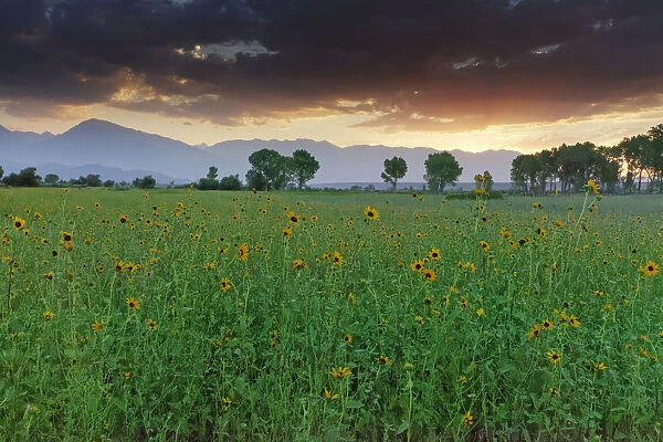 USA, California, Sierra Nevada Mountains. Sunflowers in Owens Valley at sunset. Credit as