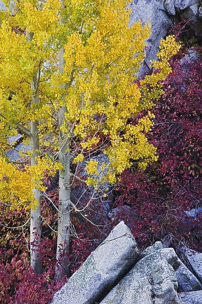 USA, California, Sierra Nevada Mountains. Mountain dogwood and aspen trees in autumn